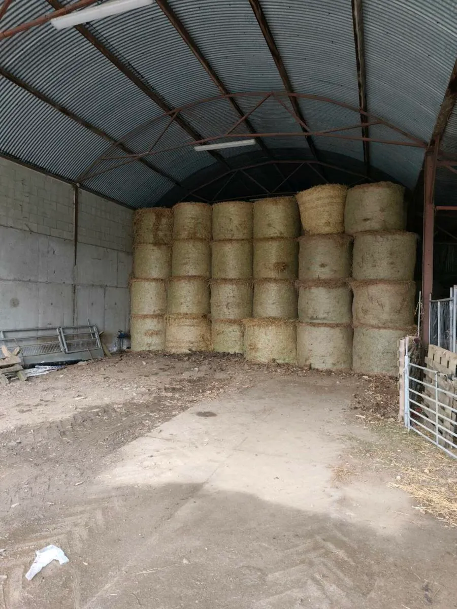 Barley straw for sale