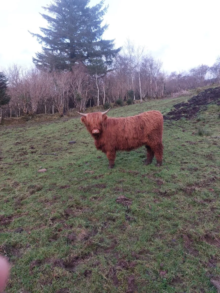 Highland cattle - Image 1