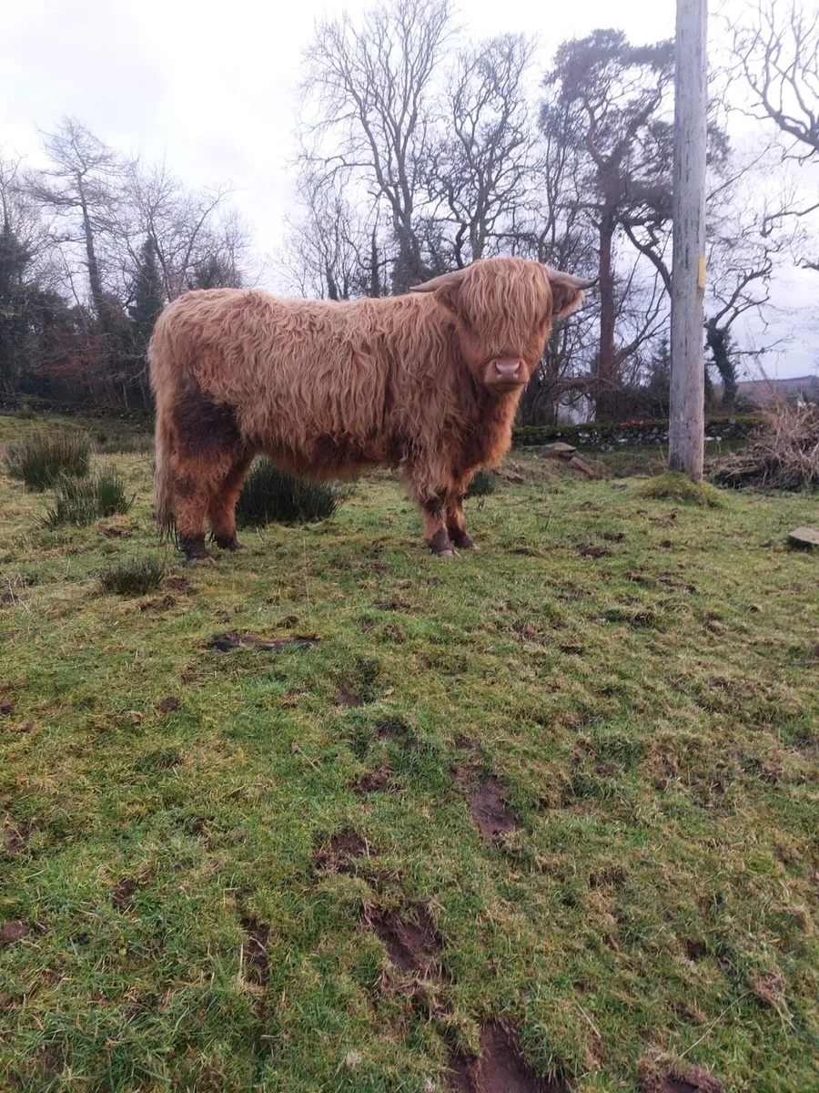 Highland cattle - Image 2