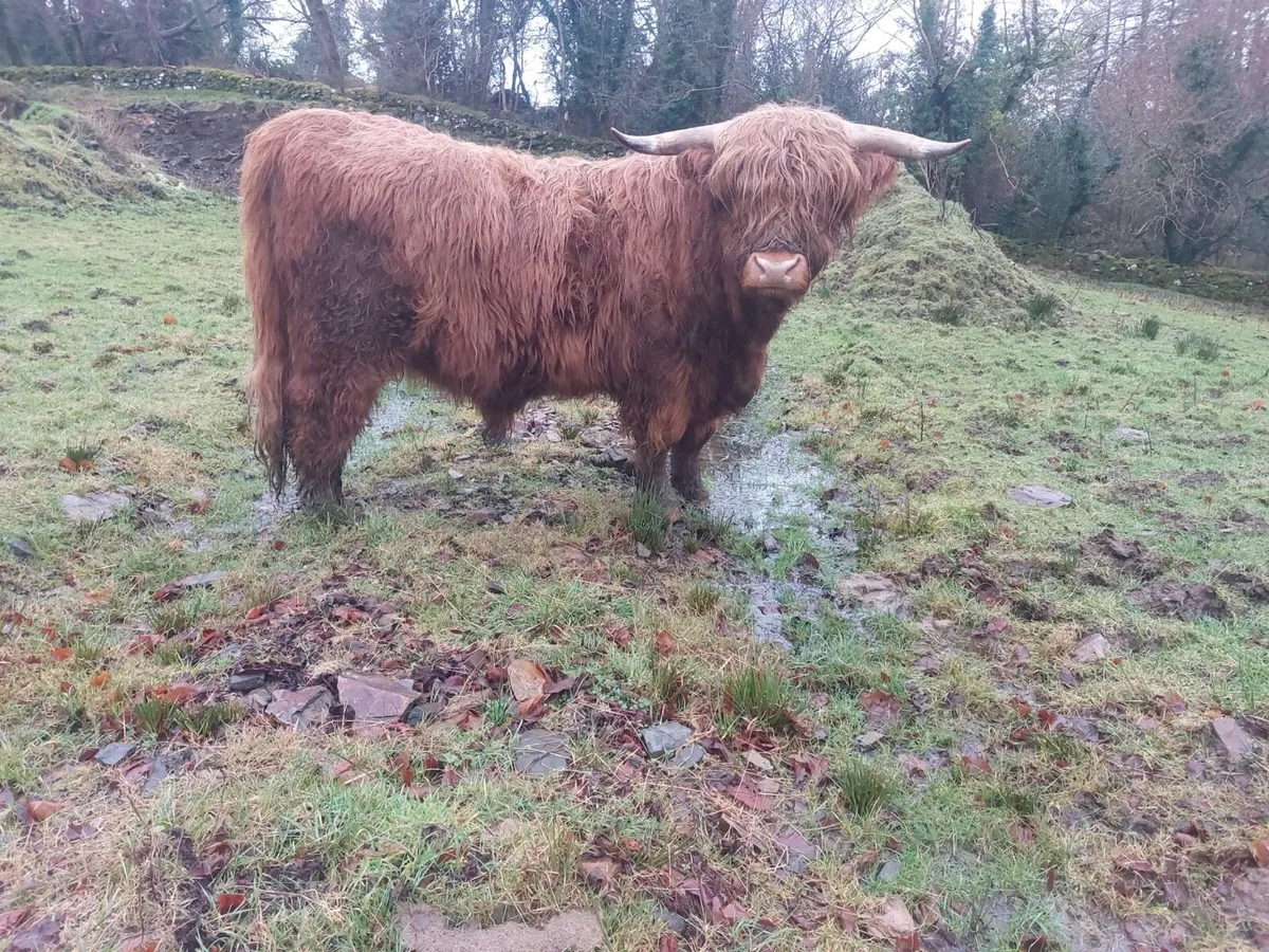Highland cattle - Image 3