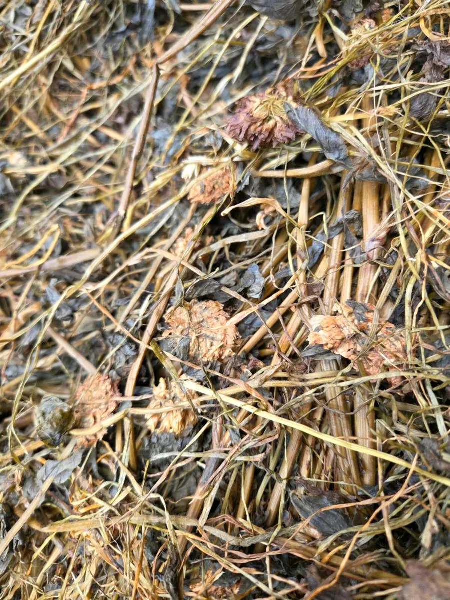Silage and Red Clover Bale - Image 3