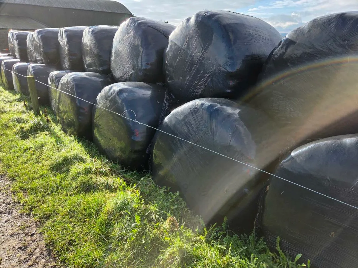 Silage and Red Clover Bale - Image 1