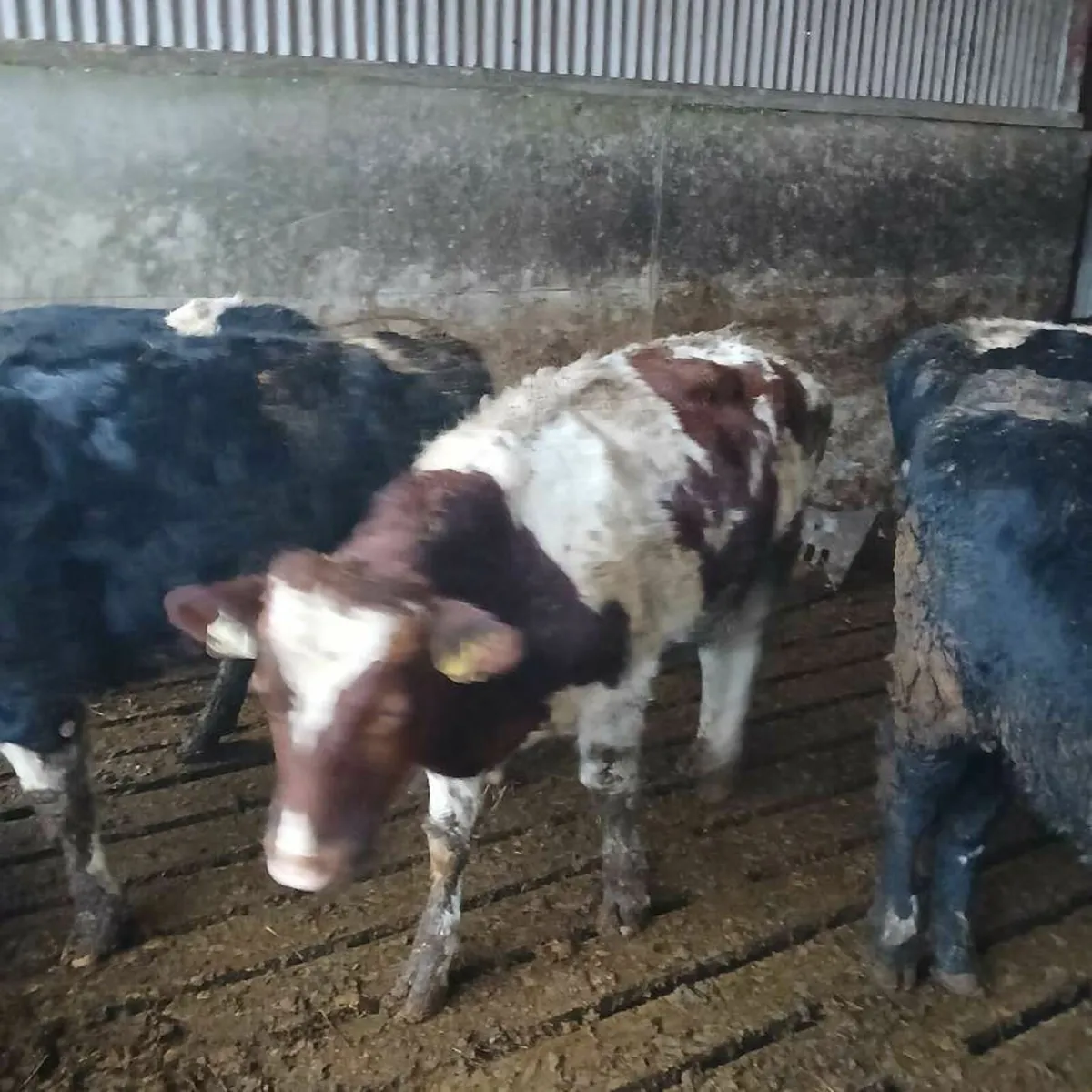 British fresian bullocks - Image 1