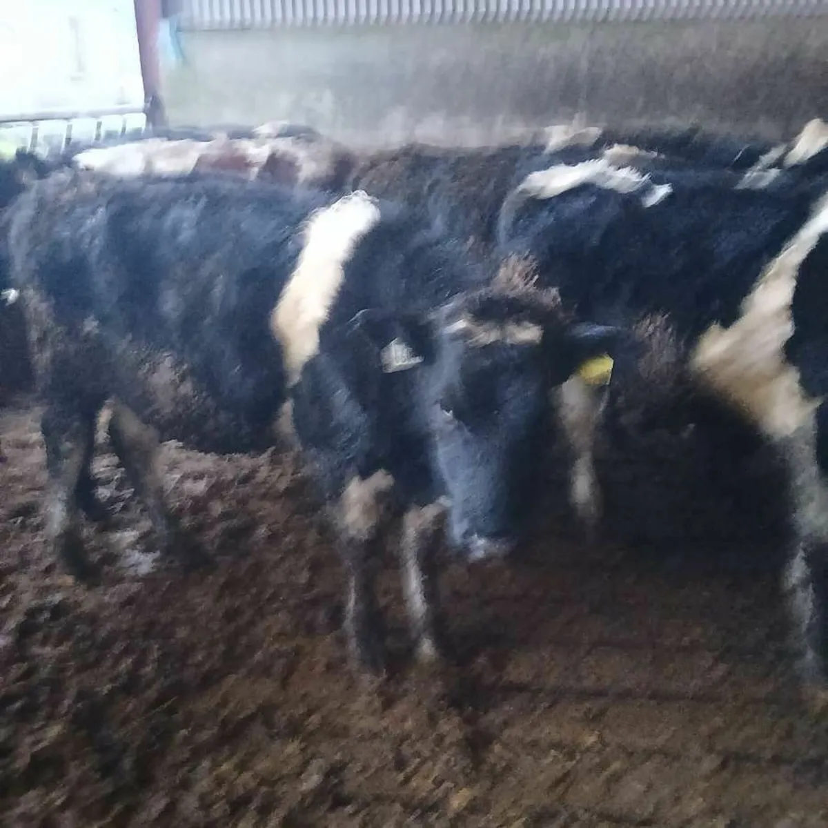 British fresian bullocks - Image 2