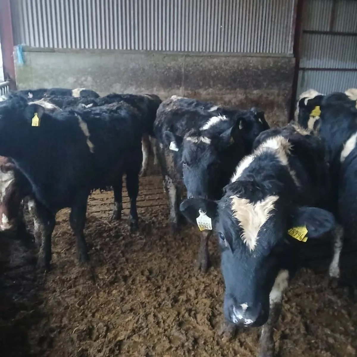 British fresian bullocks - Image 4