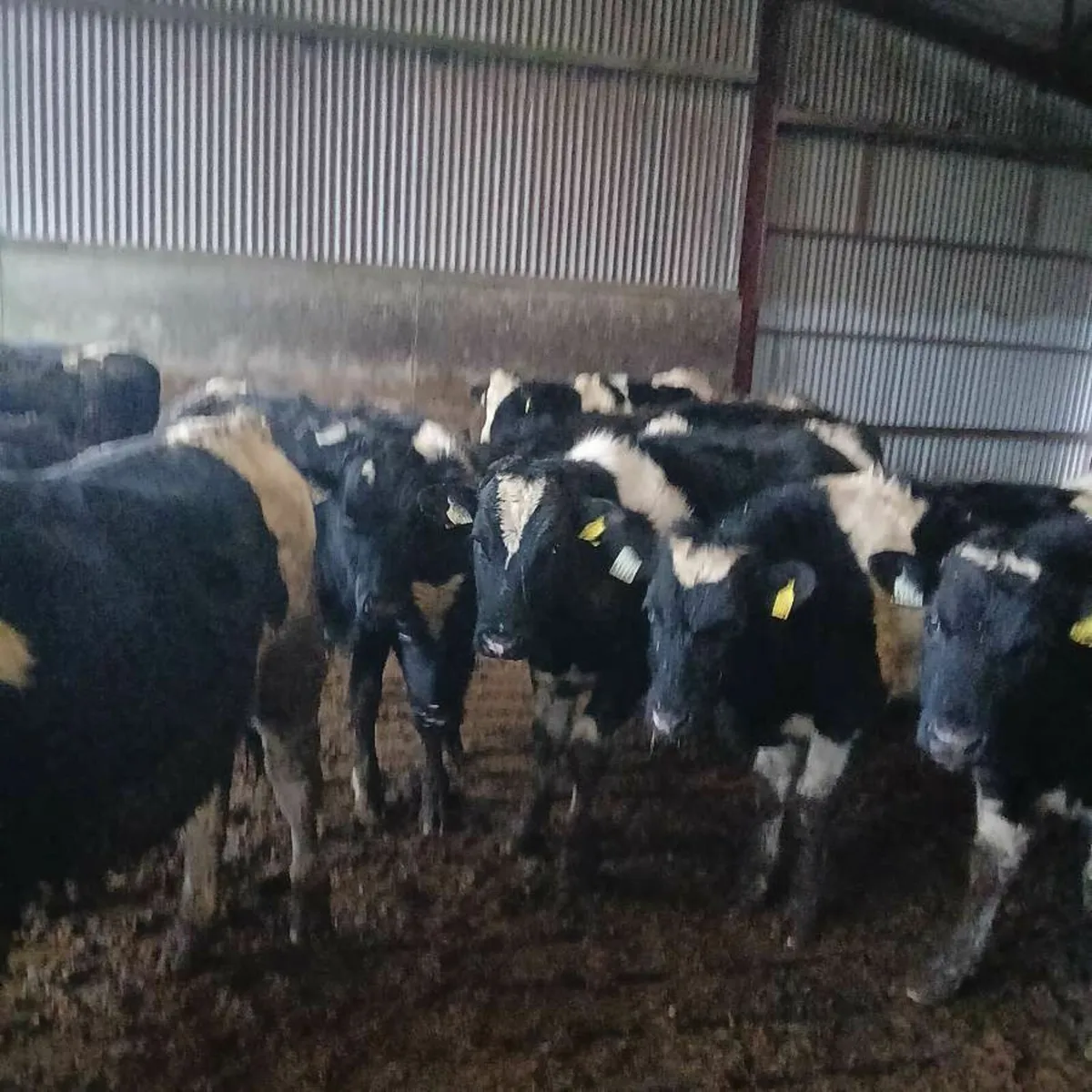 British fresian bullocks - Image 3