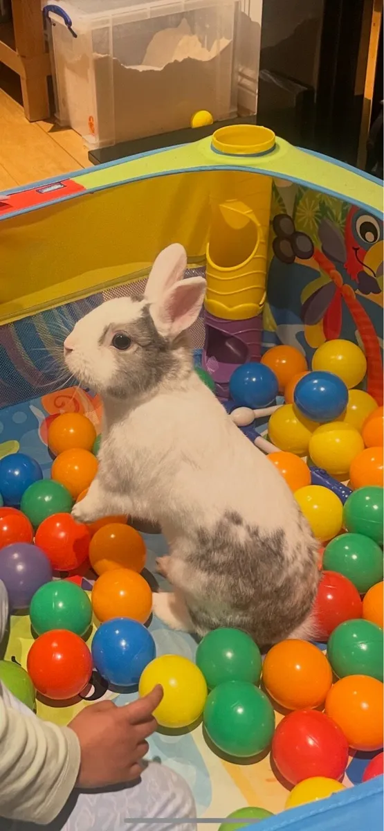 PET RABBIT - Image 3