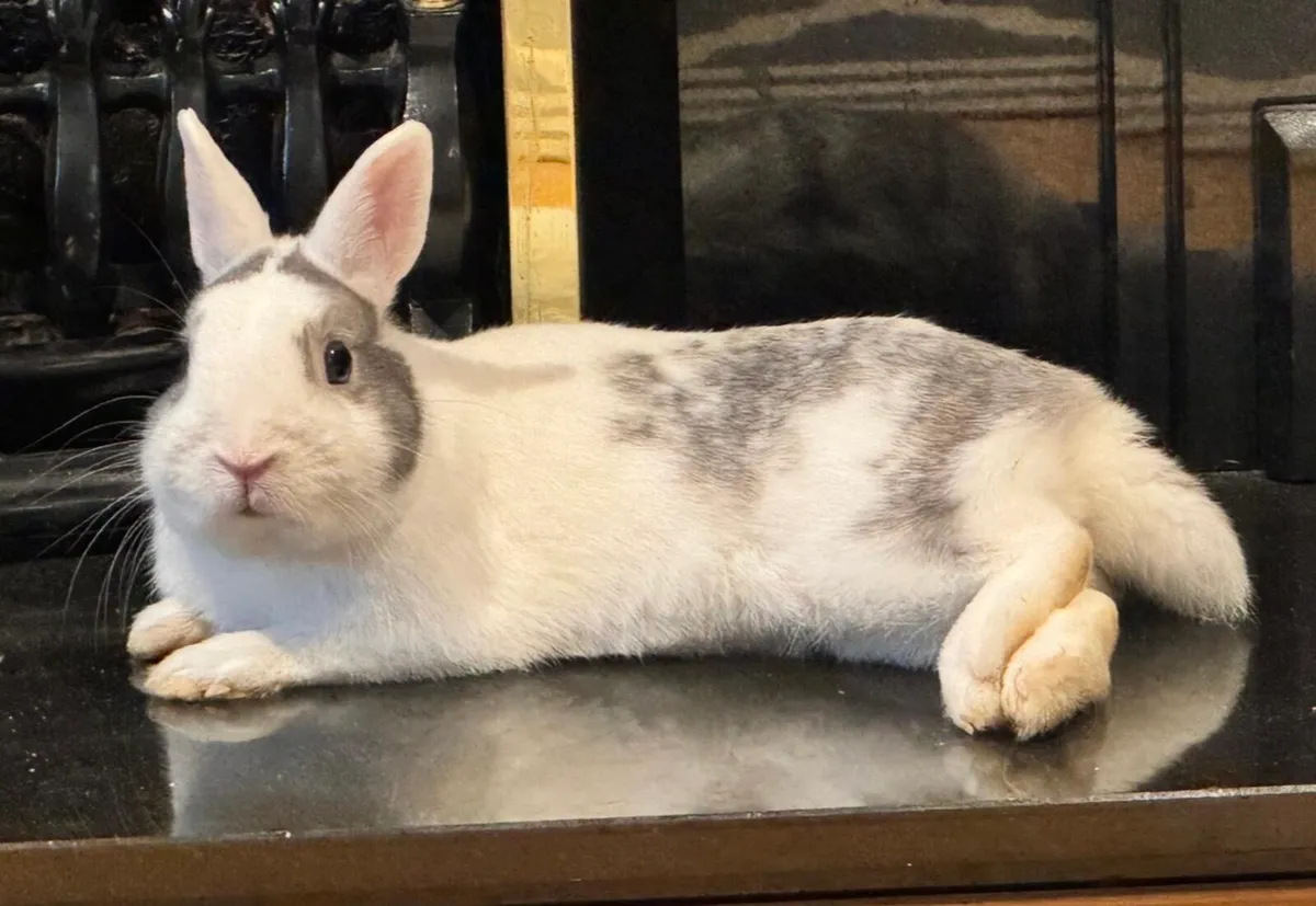 PET RABBIT - Image 4