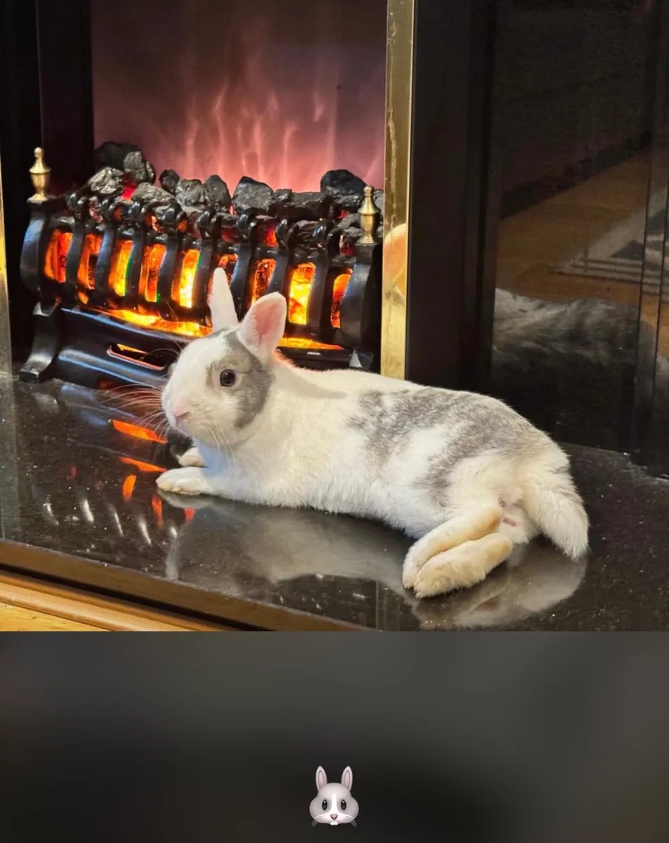 PET RABBIT - Image 1