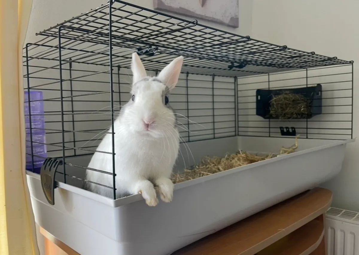 PET RABBIT - Image 2