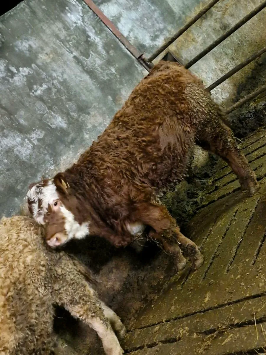 bull weanlings - Image 1