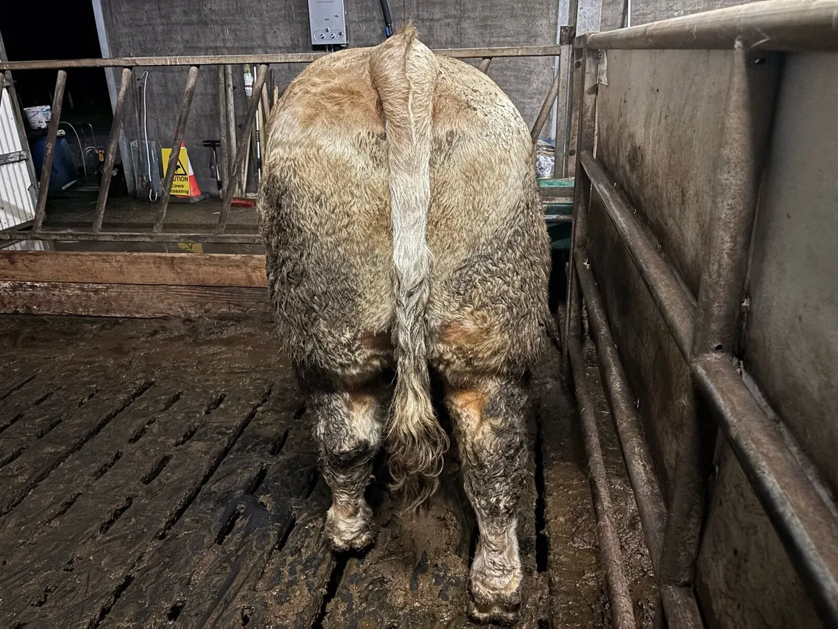 Charolais bull - Image 2