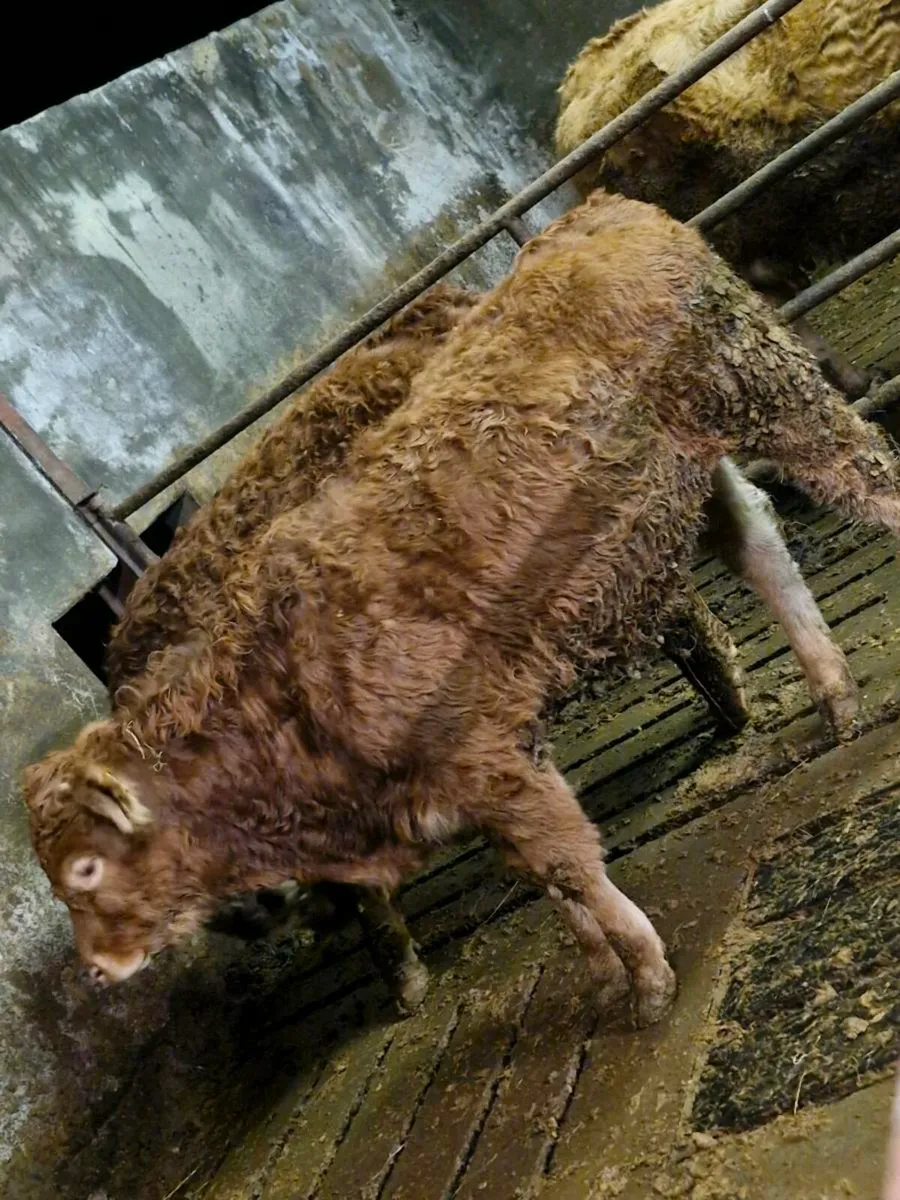 bull weanlings - Image 2