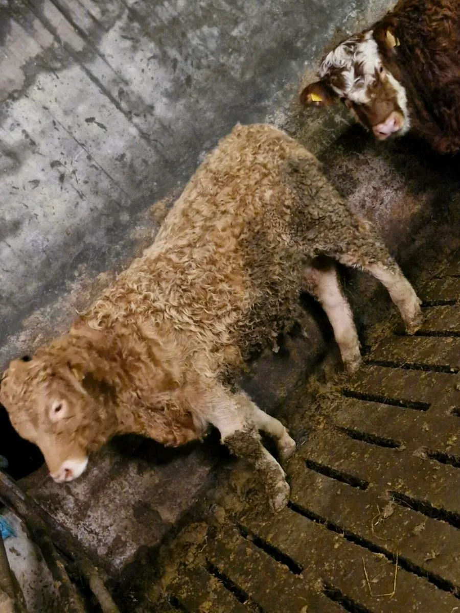 bull weanlings - Image 3