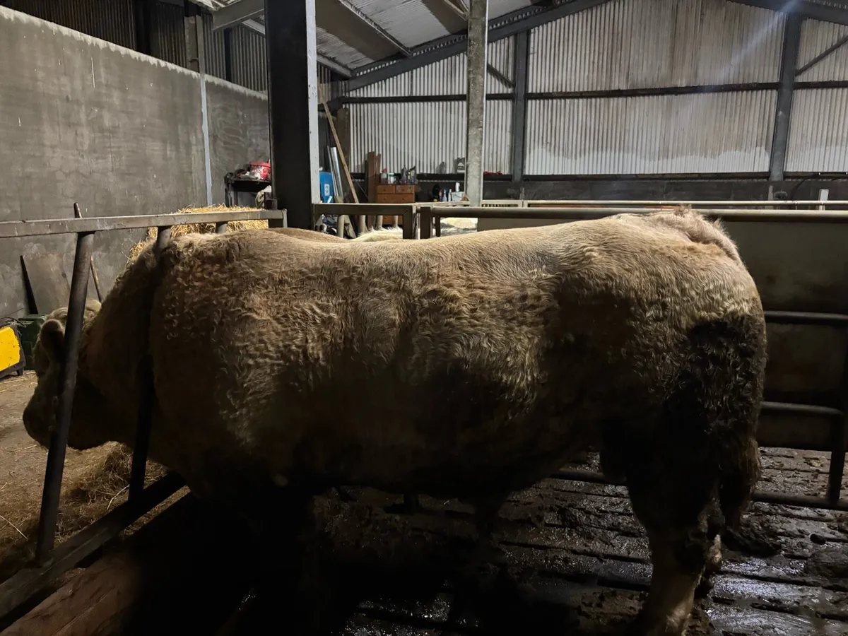 Charolais bull - Image 3