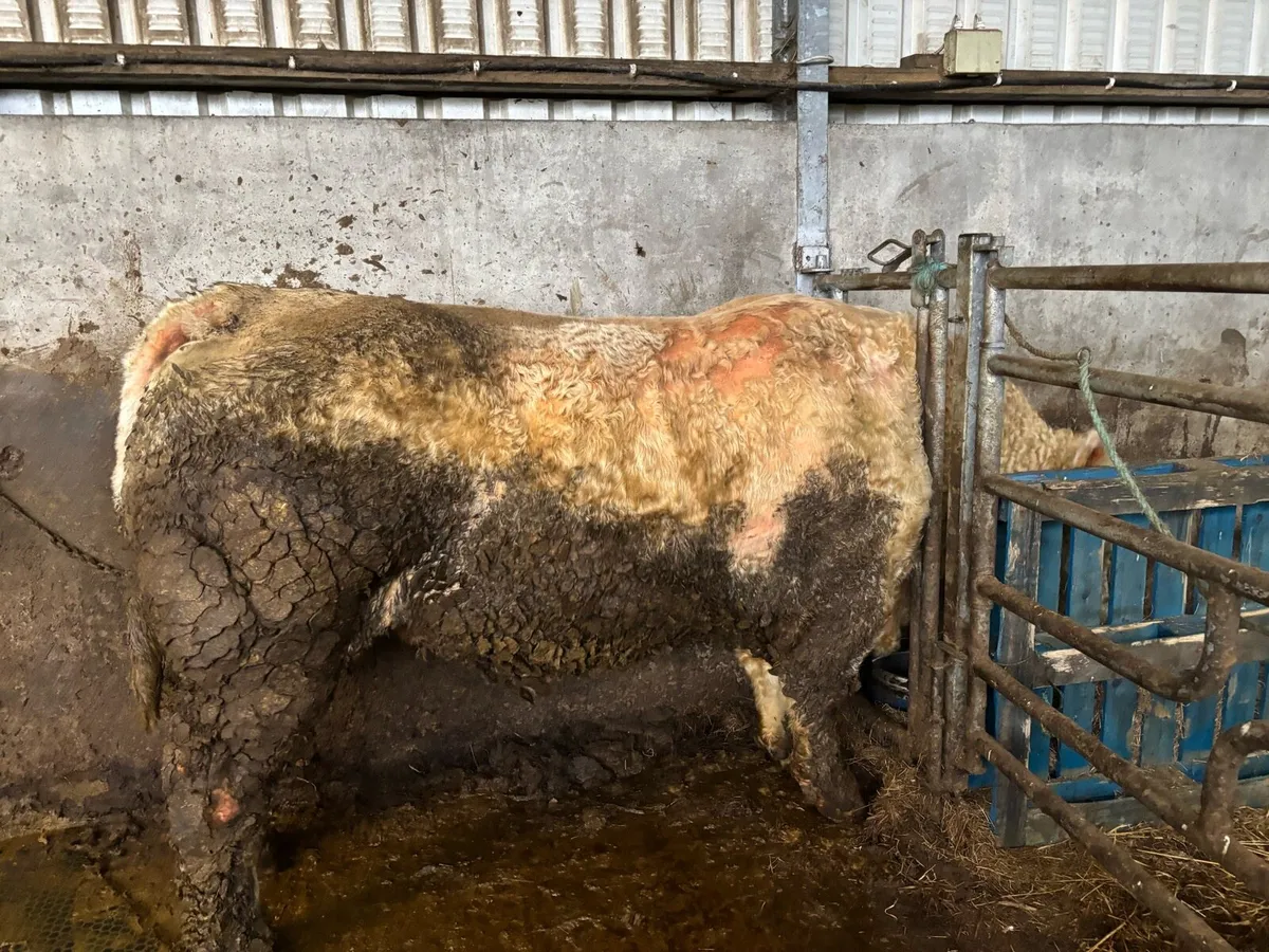 Charolais bull - Image 4