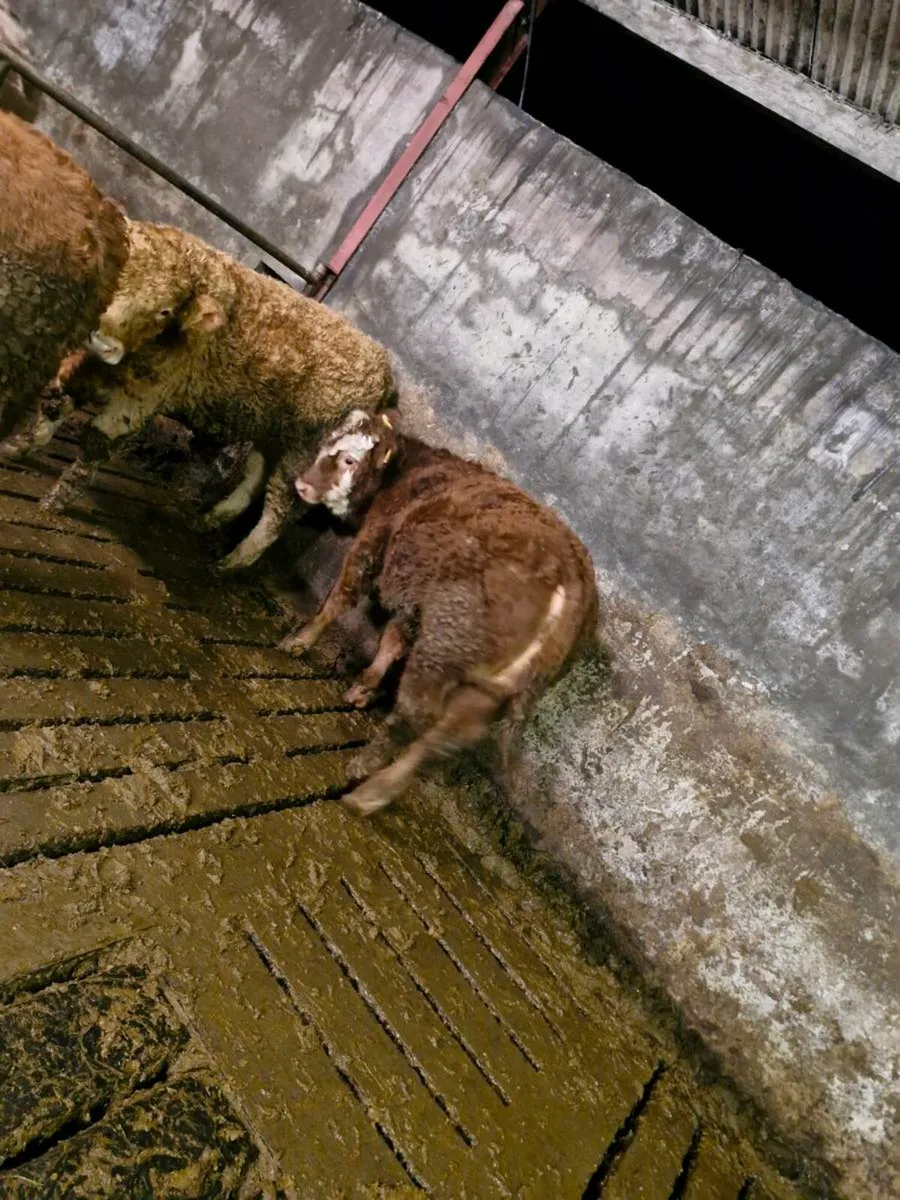 bull weanlings - Image 4