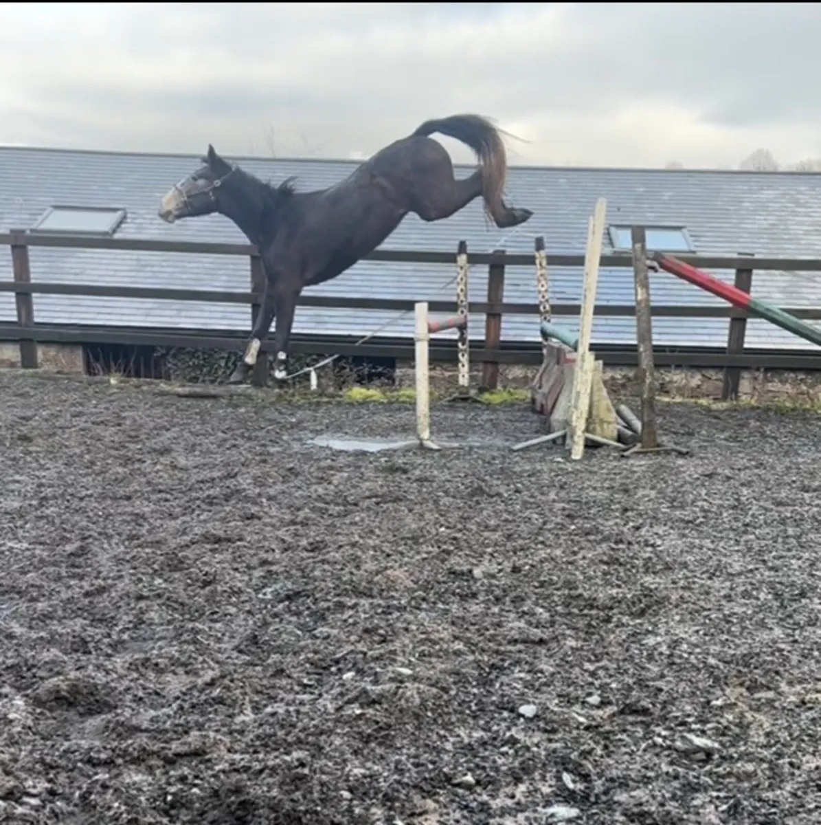 4 yr Irish sport horse - Image 3