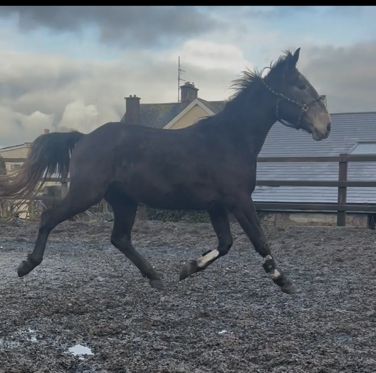 4 yr Irish sport horse - Image 4