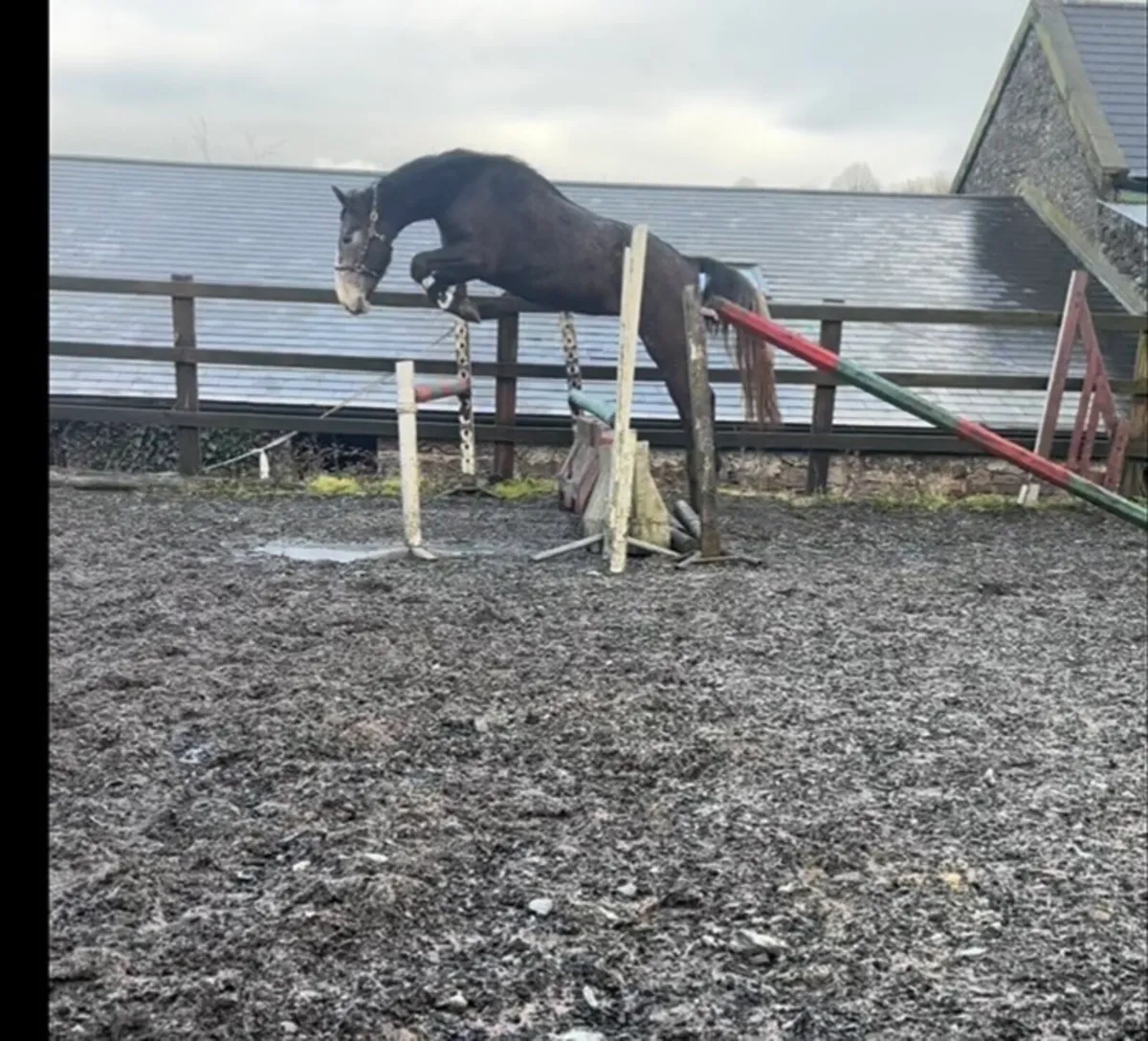 4 yr Irish sport horse - Image 1