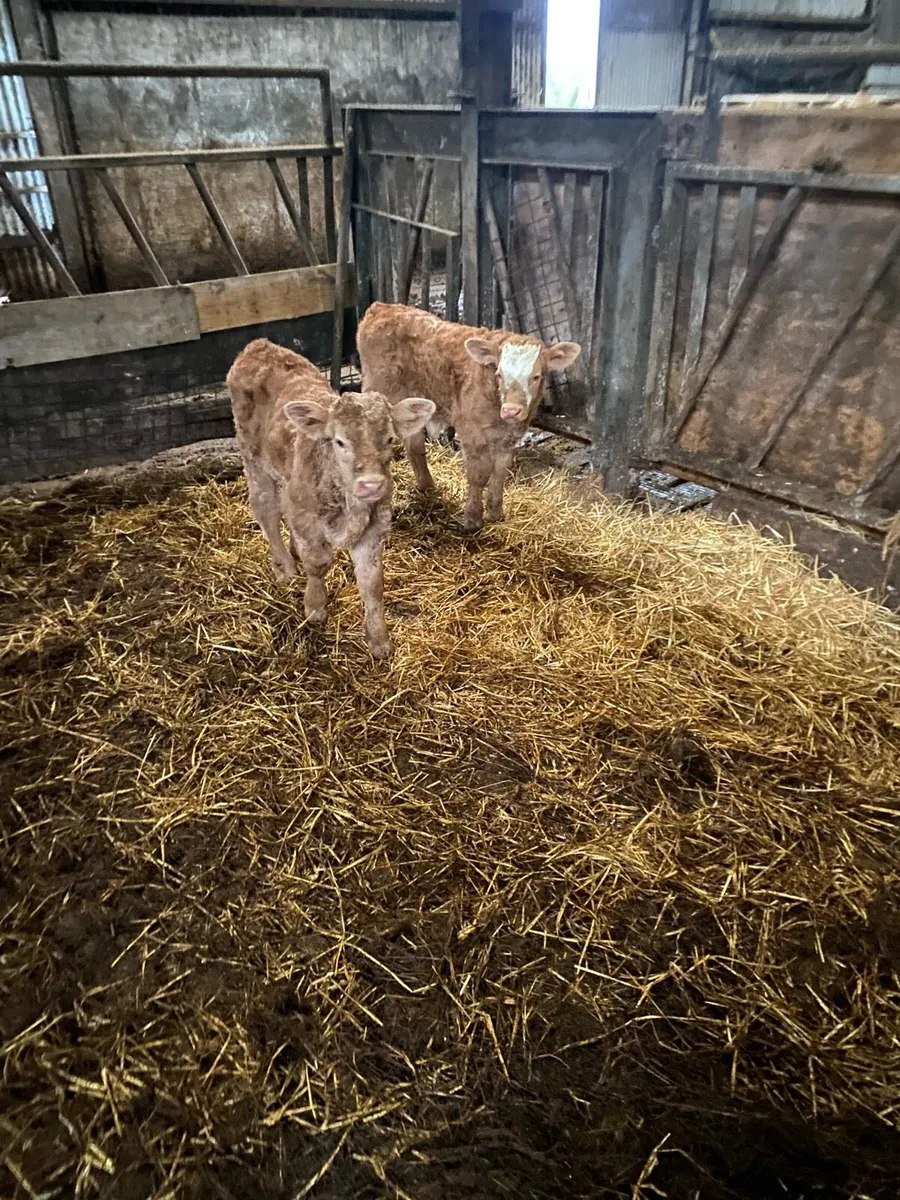 Bull calf for sale - Image 1