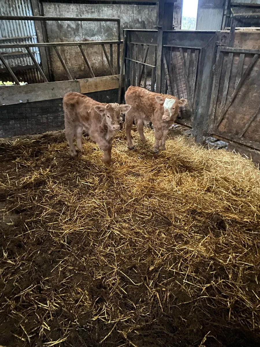 Bull calf for sale - Image 2