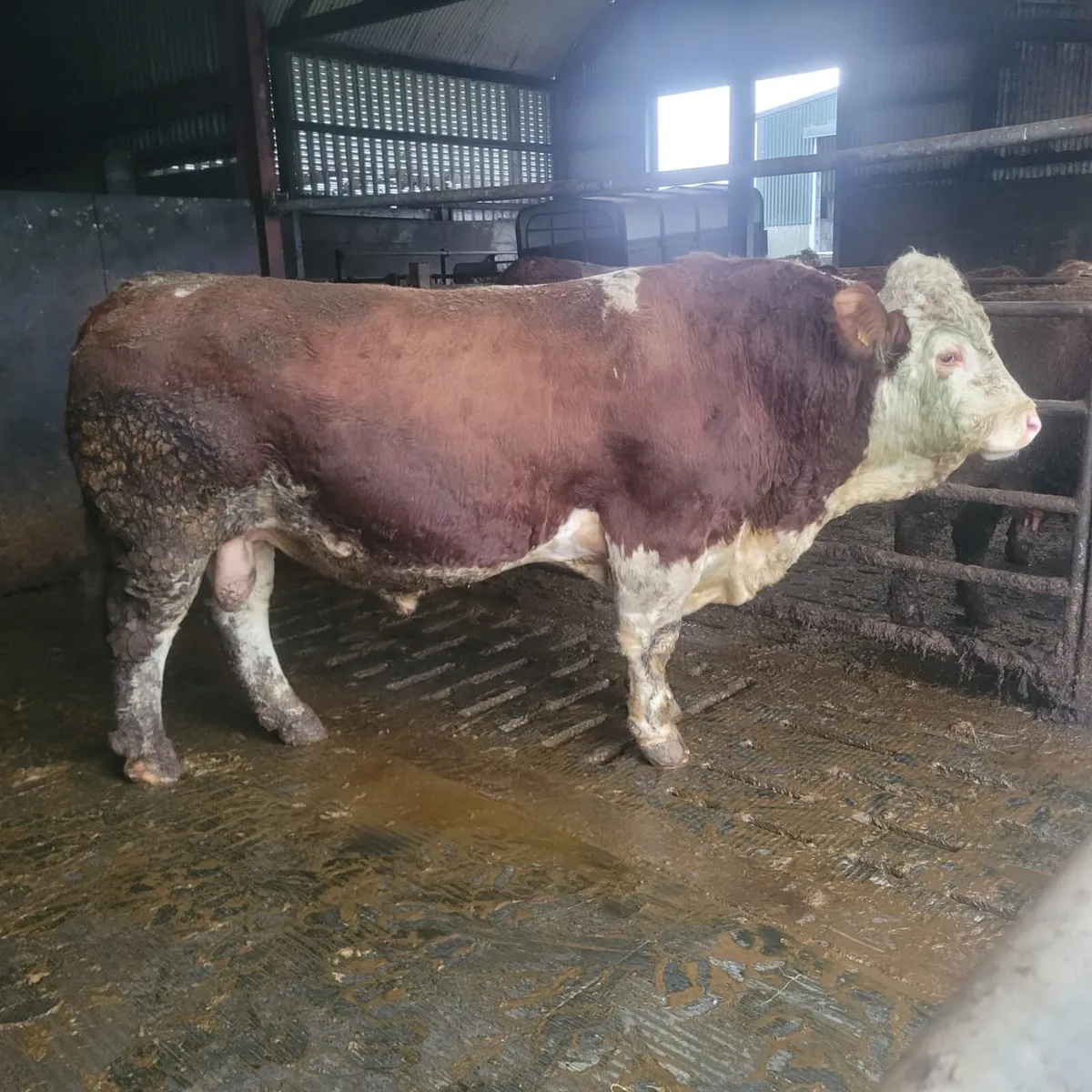 Simmental bull - Image 1