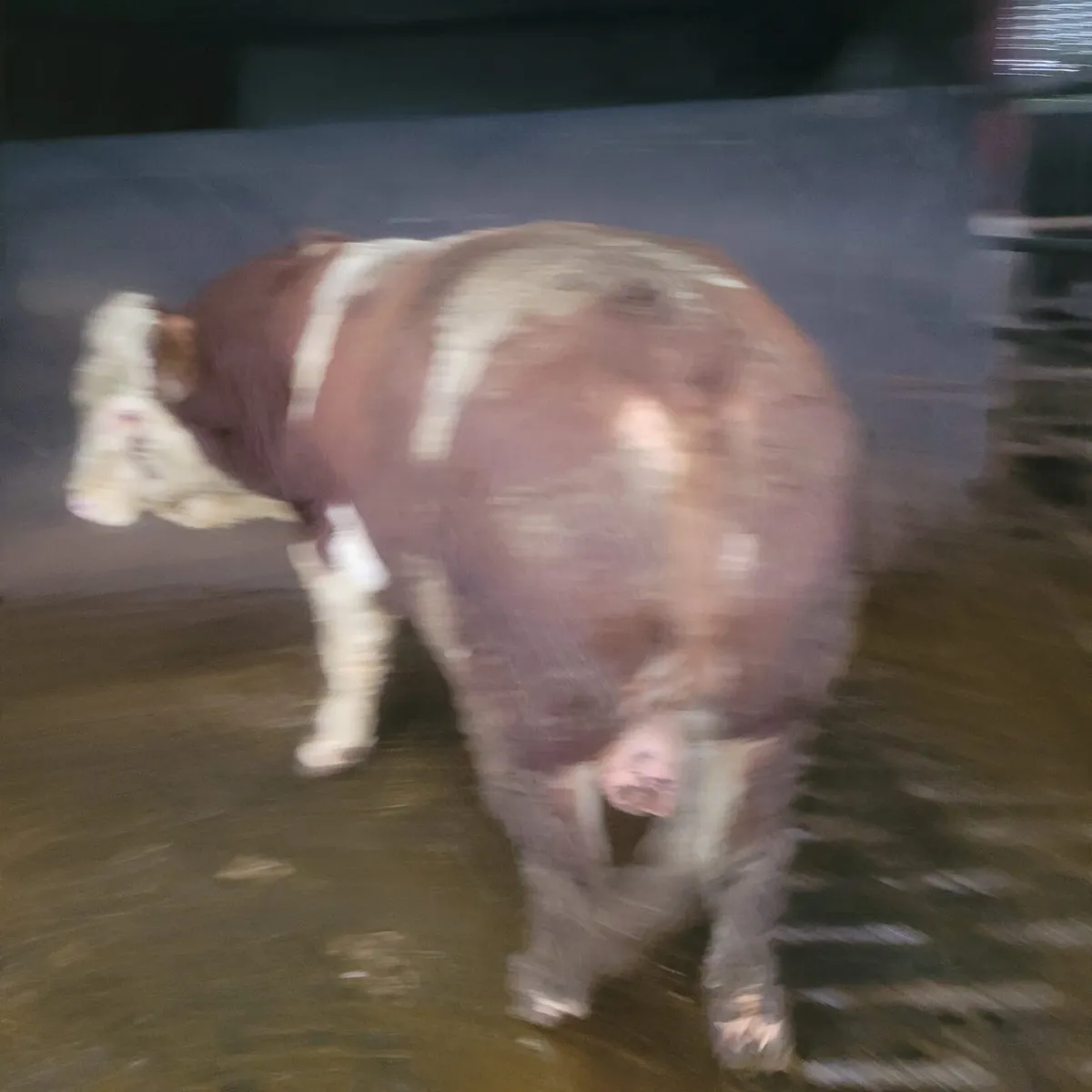 Simmental bull - Image 3