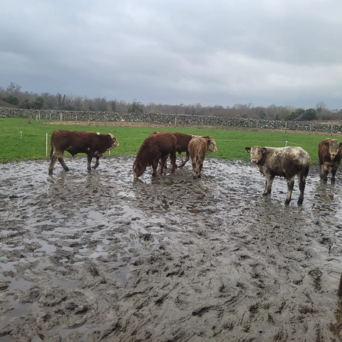 Simmental bull - Image 4