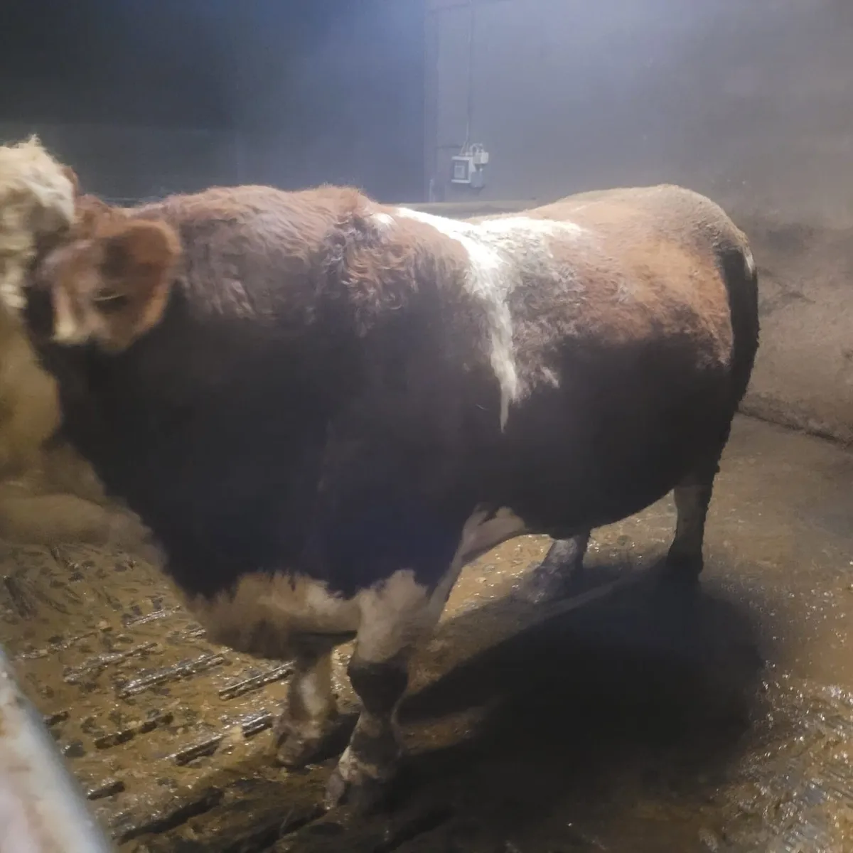 Simmental bull - Image 2