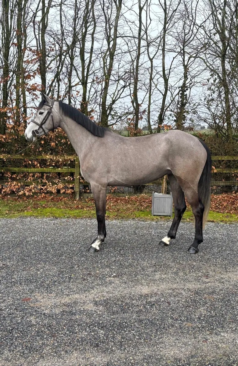 Grand Prix prospect - Image 2