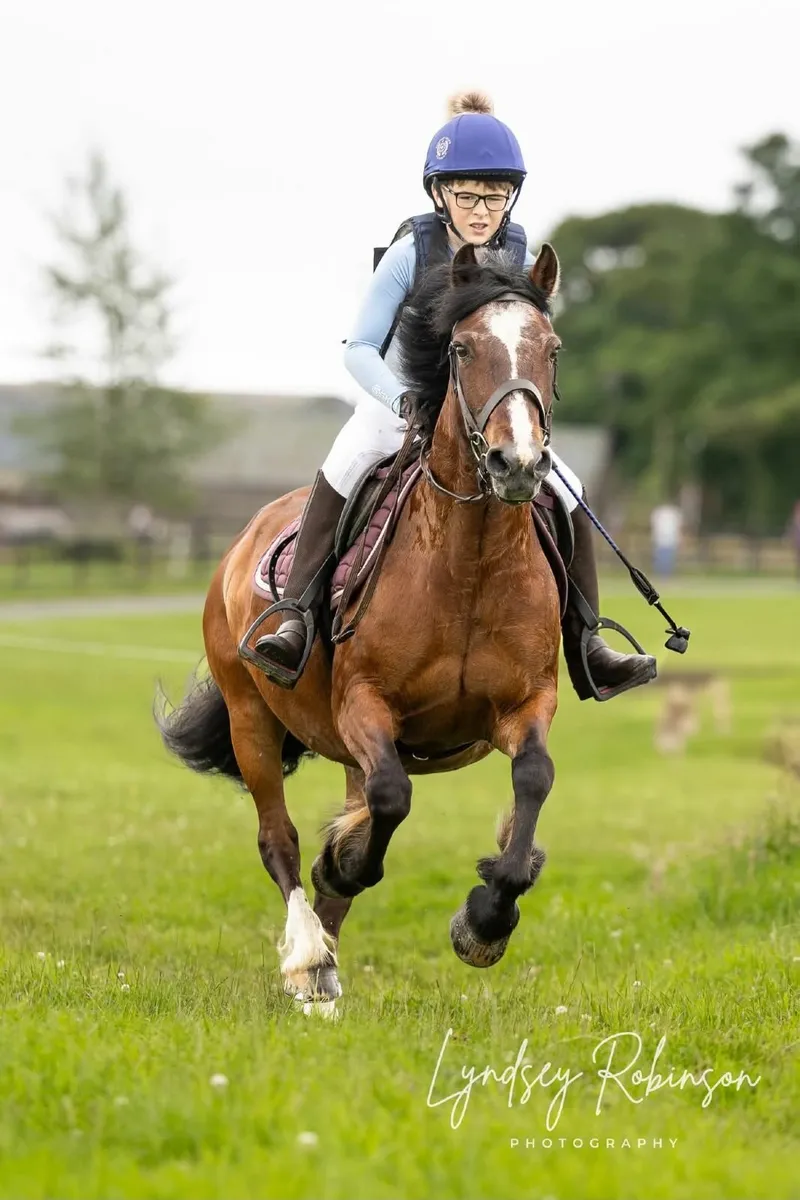 Experienced Hunting/xCountry Pony for Sale - Image 1