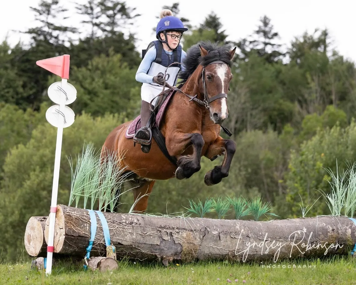 Experienced Hunting/xCountry Pony for Sale - Image 4