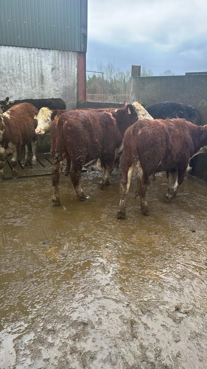 Hereford bullocks - Image 2