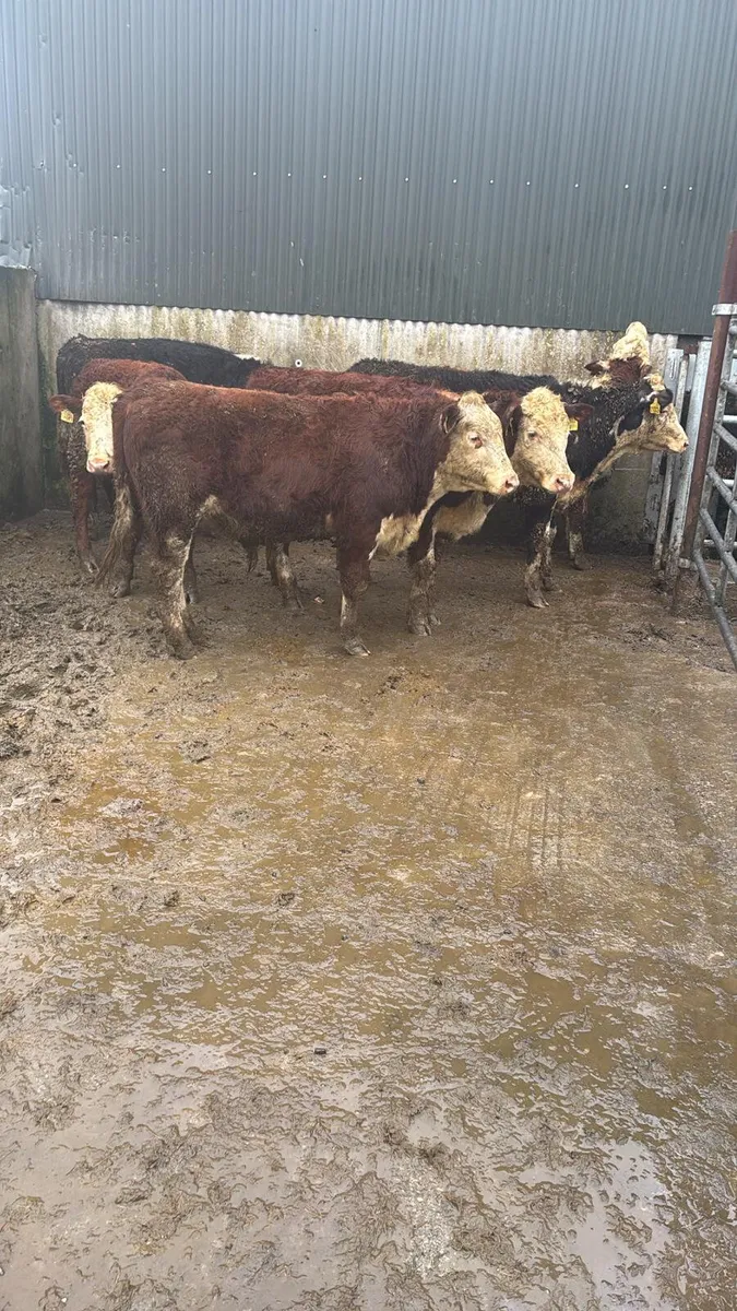 Hereford bullocks - Image 3