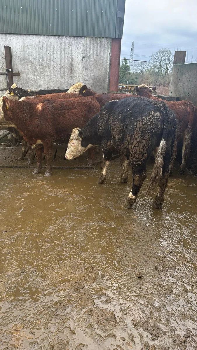 Hereford bullocks - Image 1