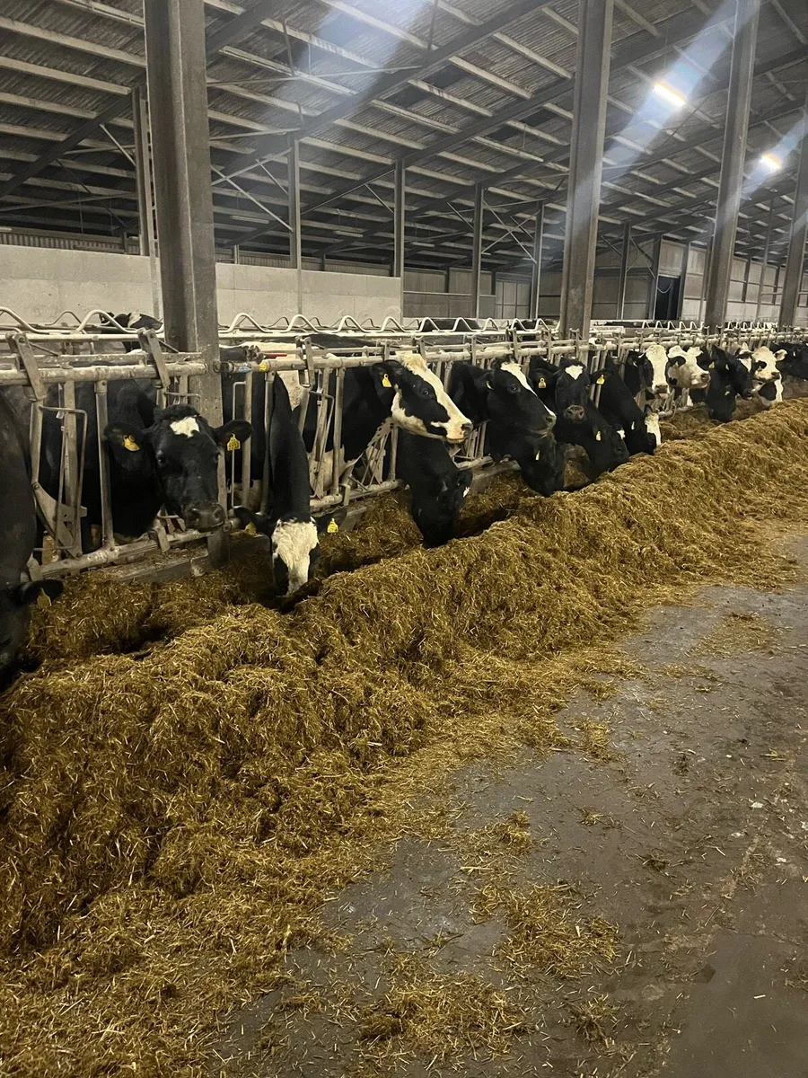 Empty pedigree Friesian cows - Image 4