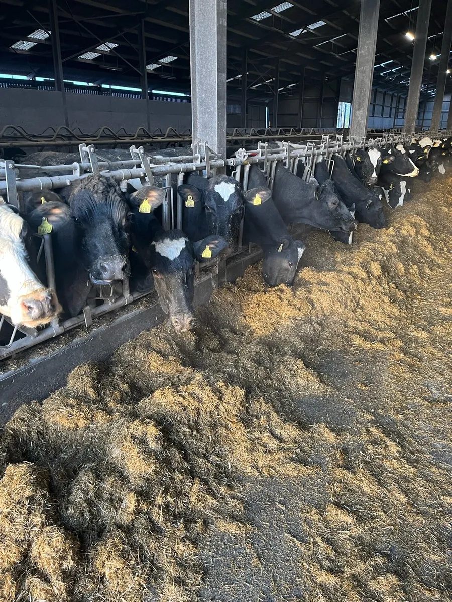 Empty pedigree Friesian cows - Image 1