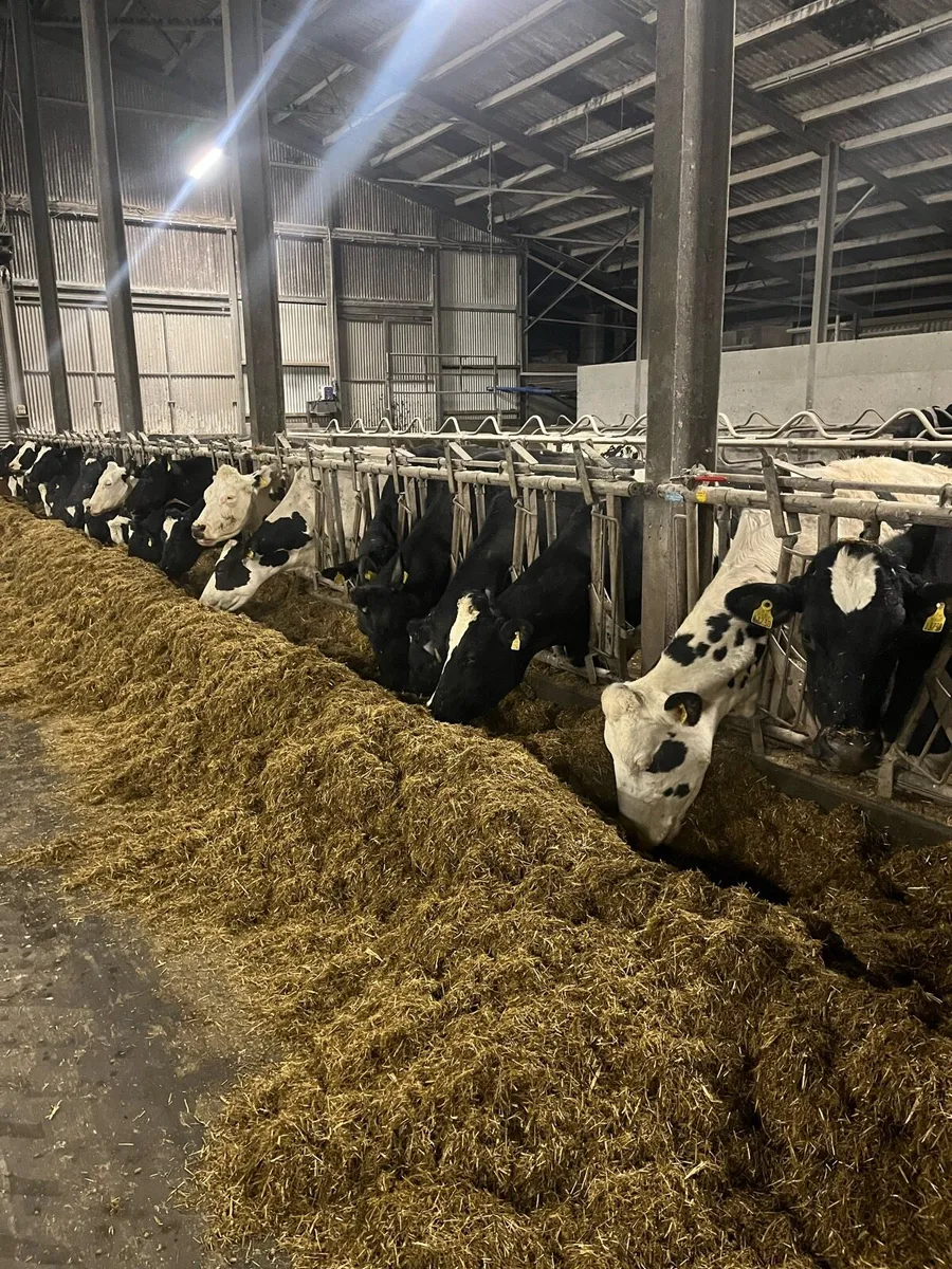 Empty pedigree Friesian cows - Image 2