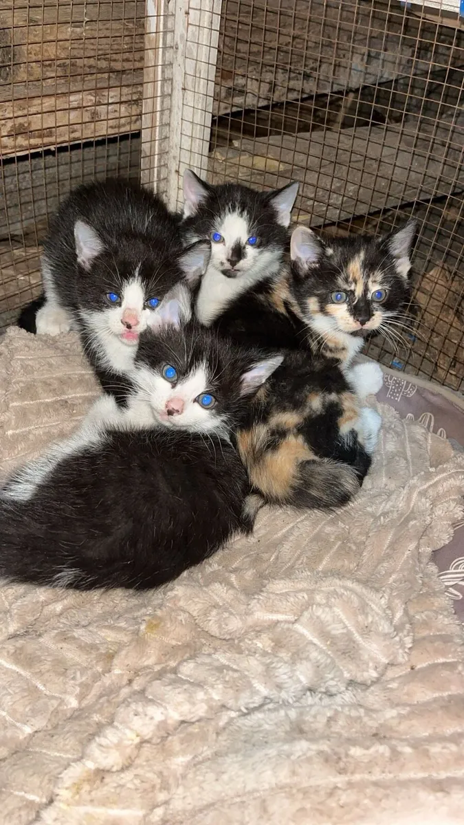 Kittens - Image 1