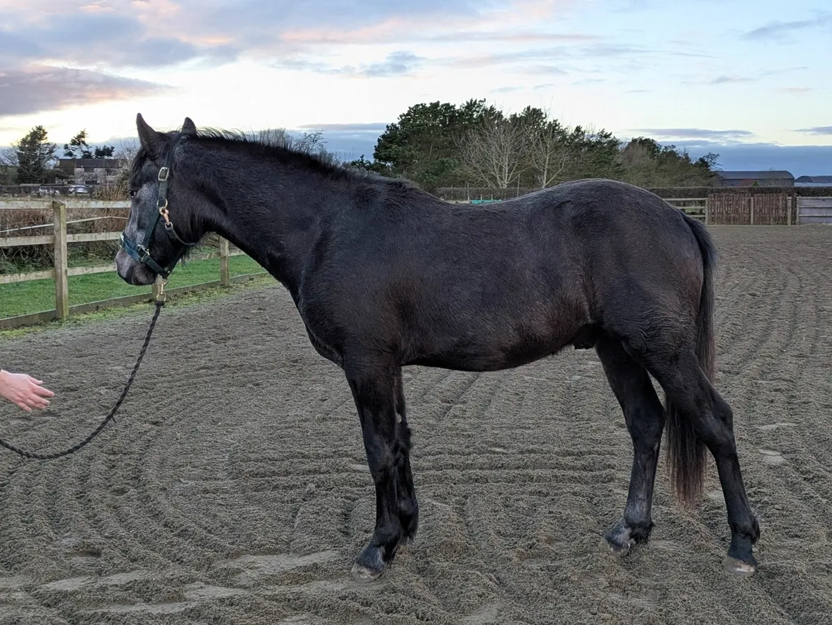 Connemara two year old colt - Image 2
