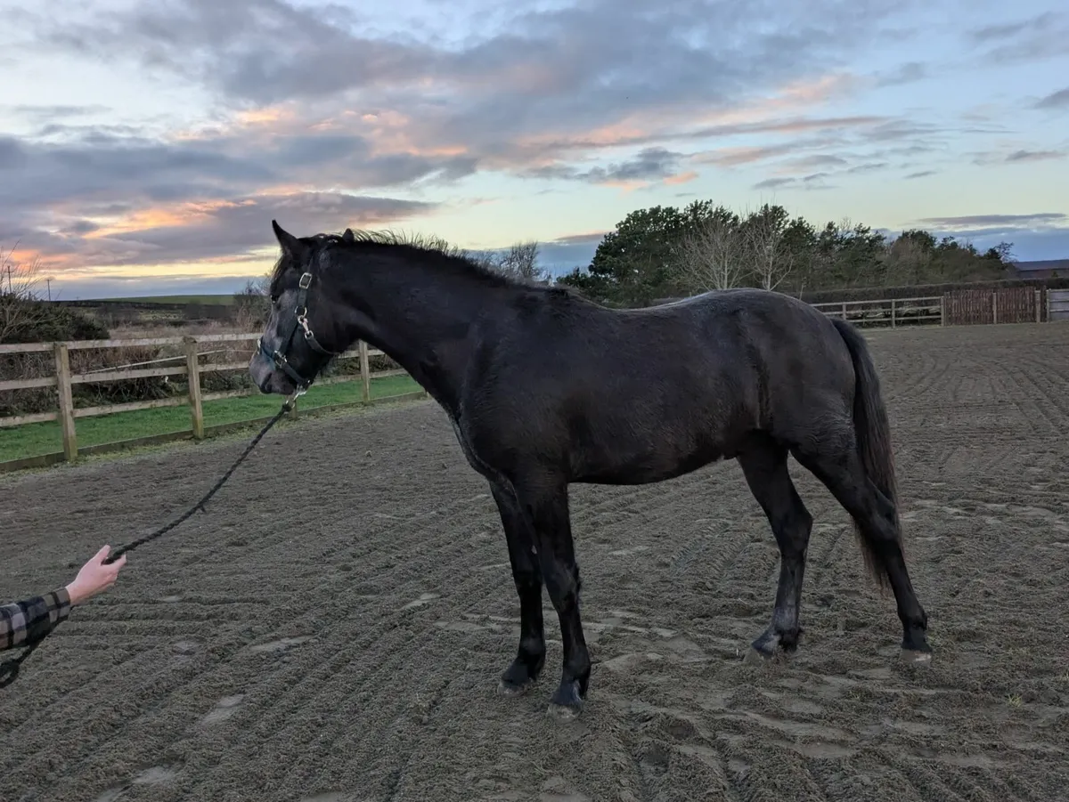 Connemara two year old colt - Image 3