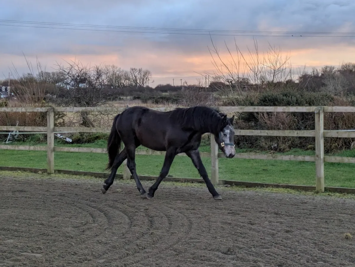 Connemara two year old colt - Image 1