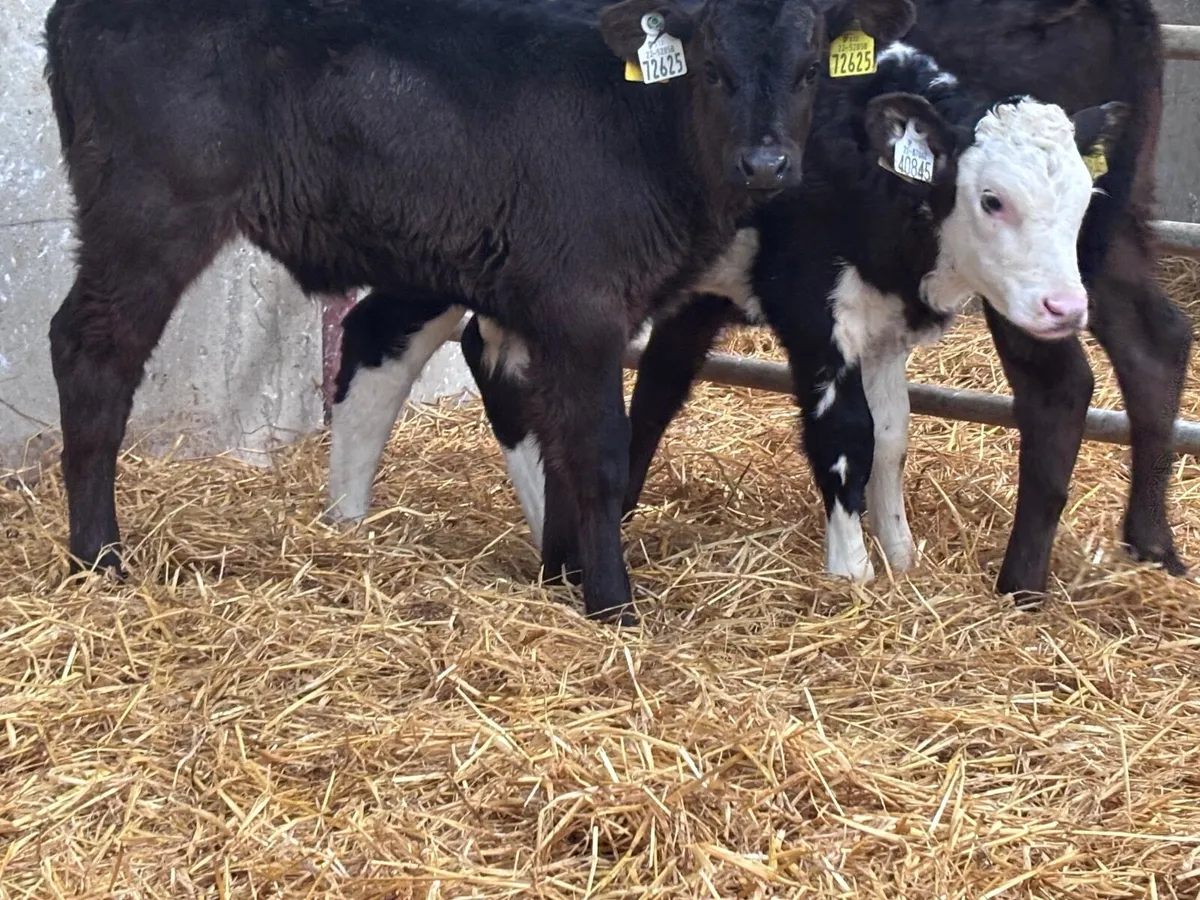 3 Hereford & Limision heifer calves for sale - Image 2