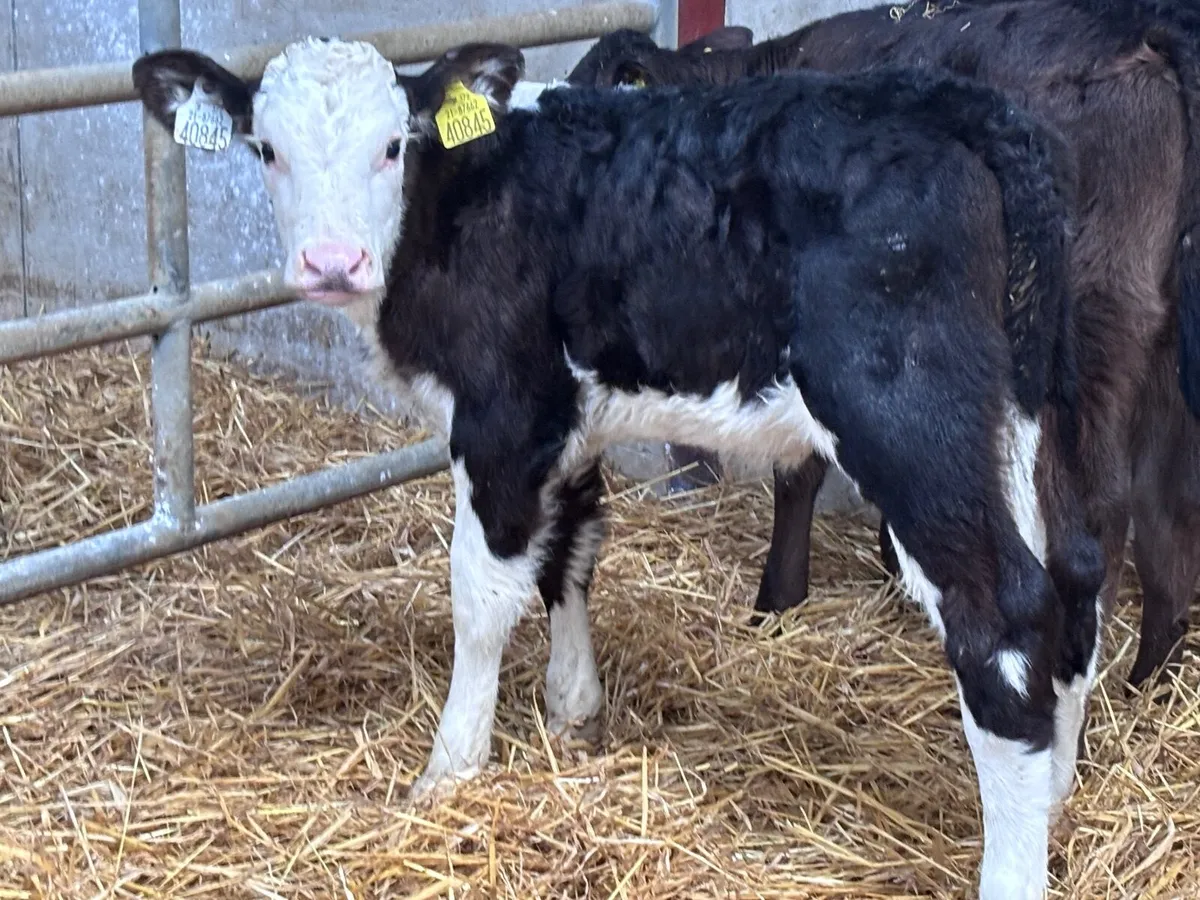 3 Hereford & Limision heifer calves for sale - Image 3