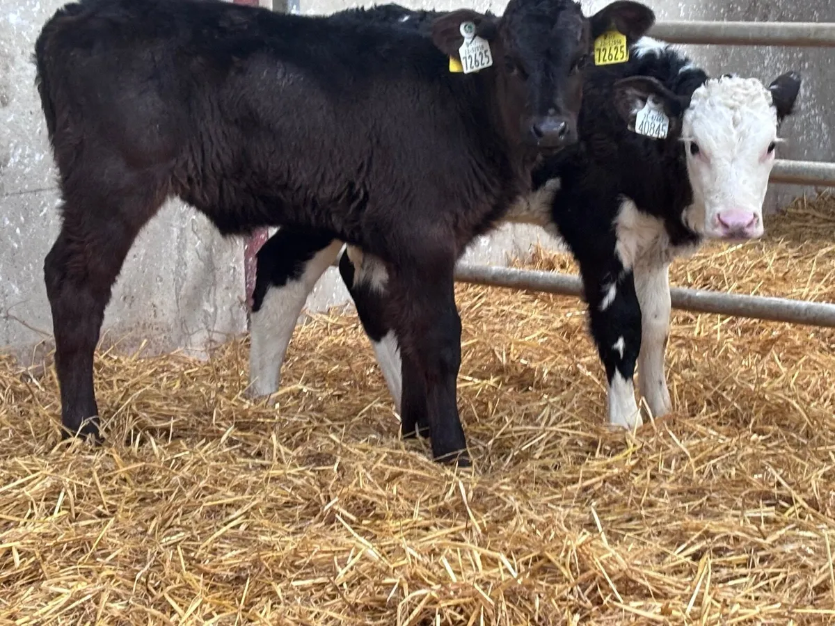3 Hereford & Limision heifer calves for sale - Image 4