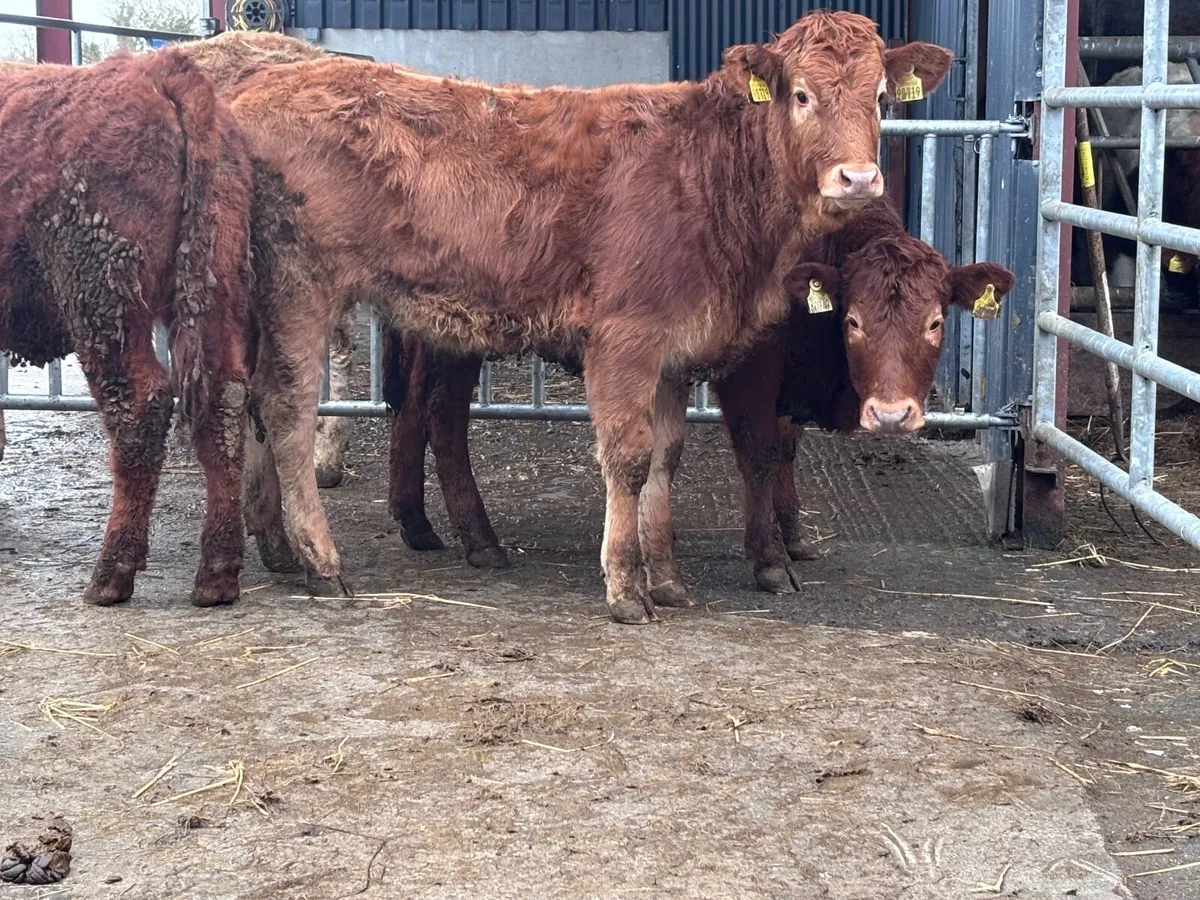 3 red heifers for sale @€1385 - Image 4