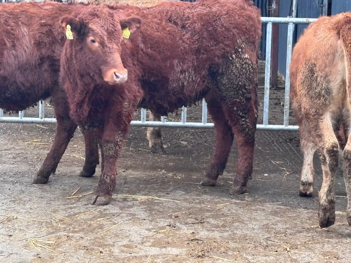 3 red heifers for sale @€1385 - Image 1