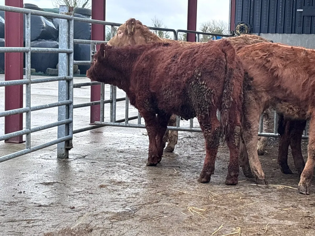3 red heifers for sale @€1385 - Image 3