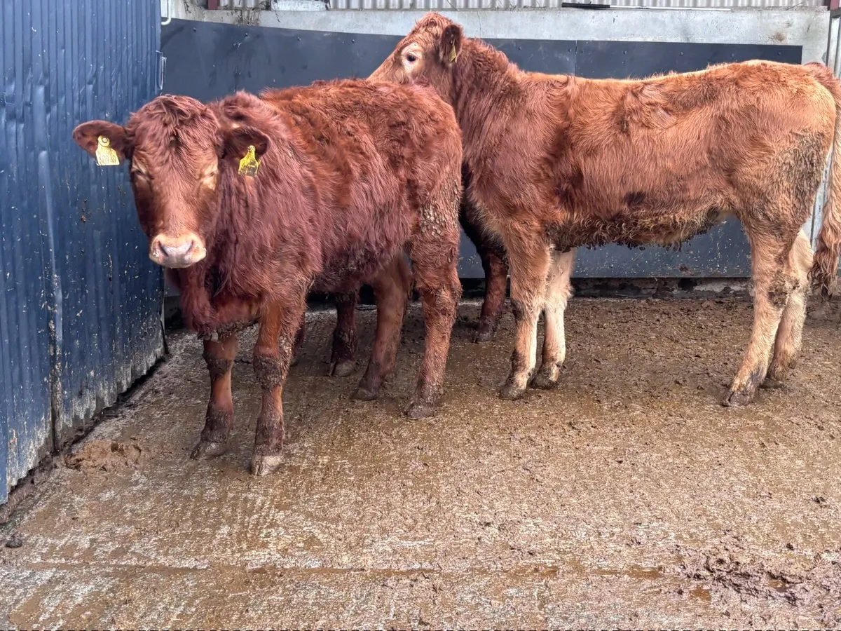 3 red heifers for sale @€1385 - Image 2